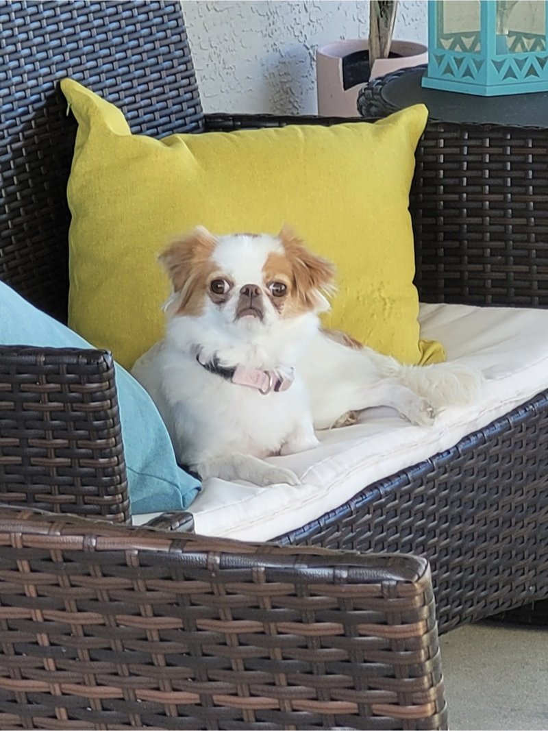 One of Scott Howell's dogs lounging on a patio chair