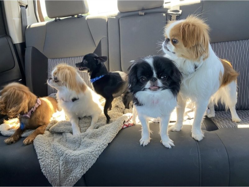 Scott Howell's dogs riding together in the back seat of the car
