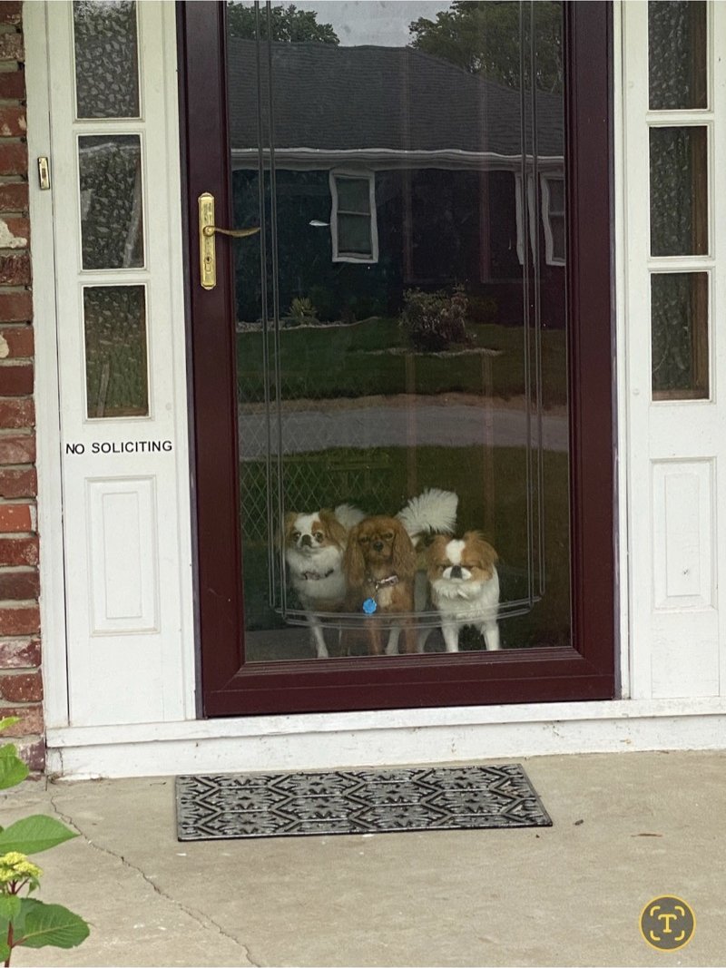 Scott Howell's three dogs looking through the front door